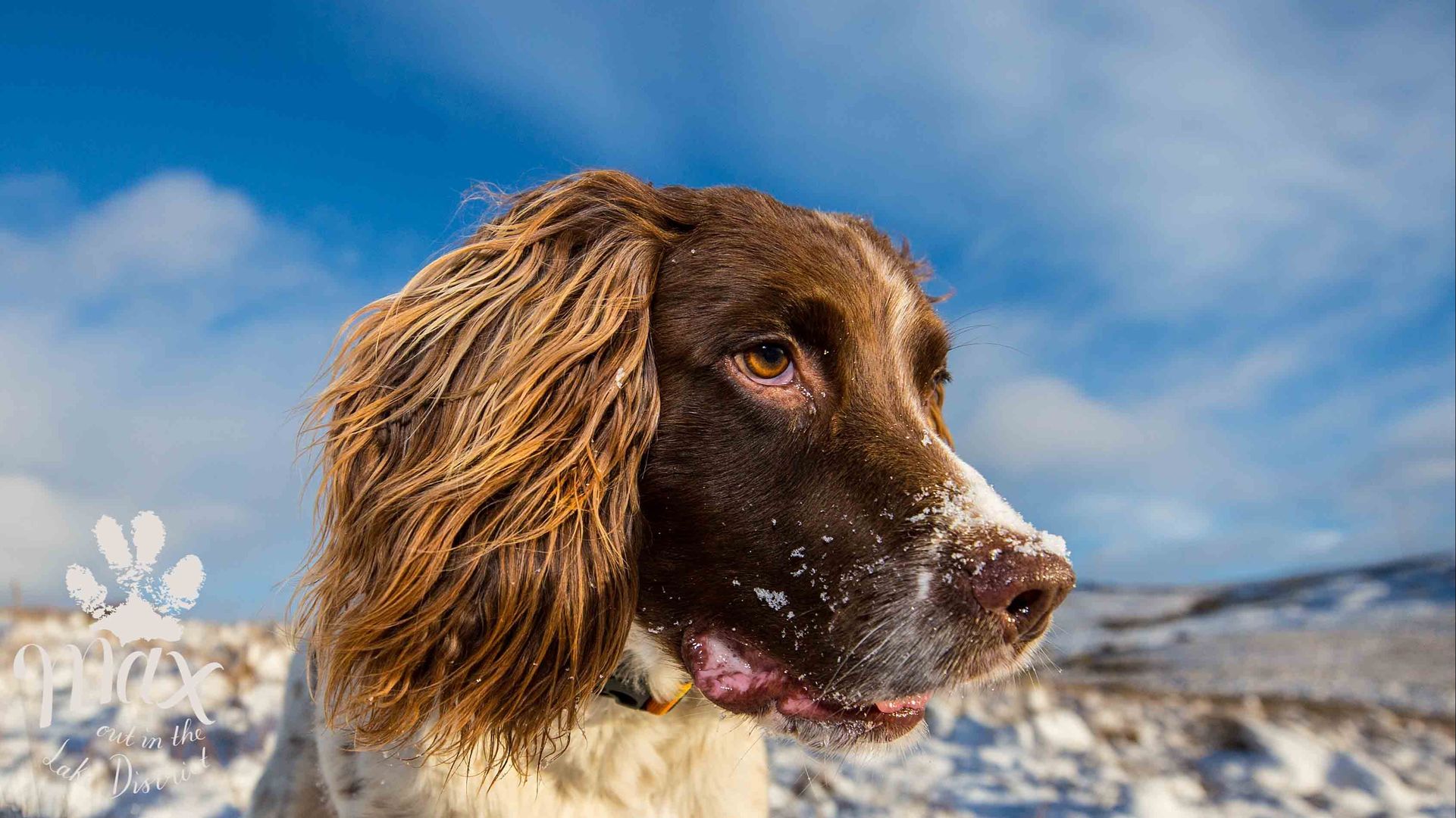 Christmas Tail - 2025 Follow the Paw Find the Magic