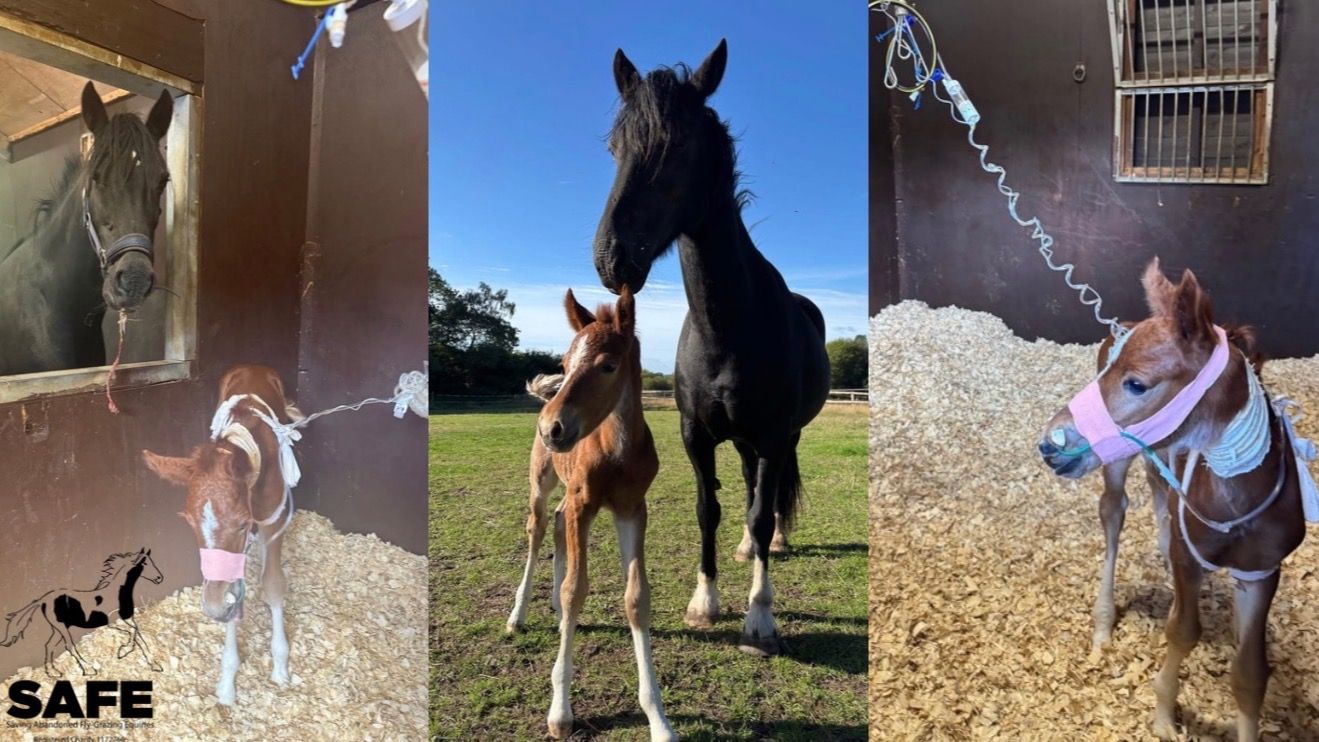 Black Beauty & Freedom need your help