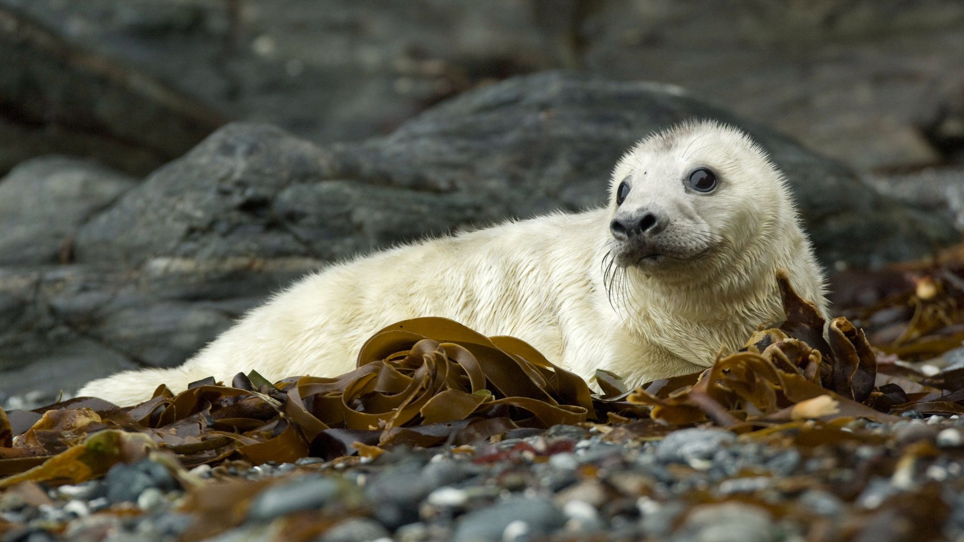 BDMLR's Christmas Raffle 2025