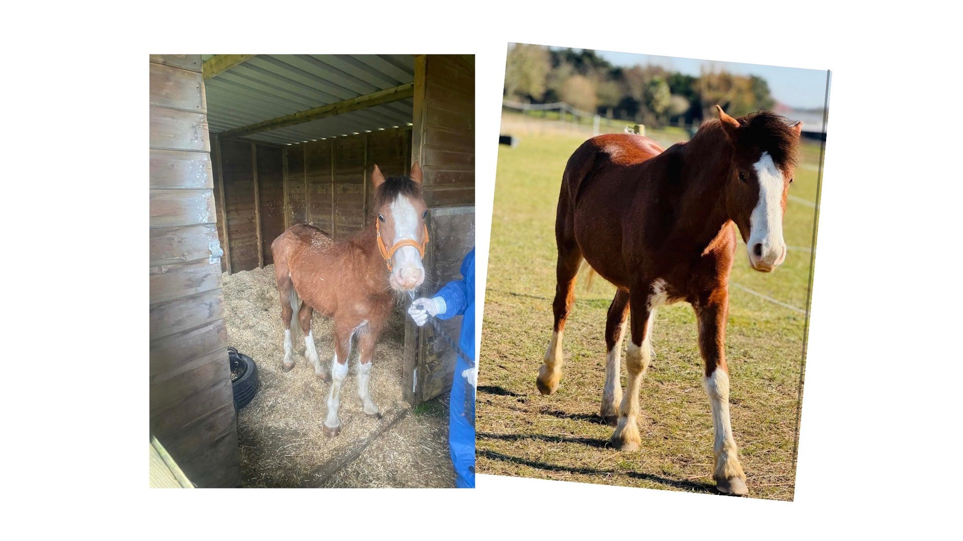 Help SAFE Horse Rescue Save More Horses Like Philo