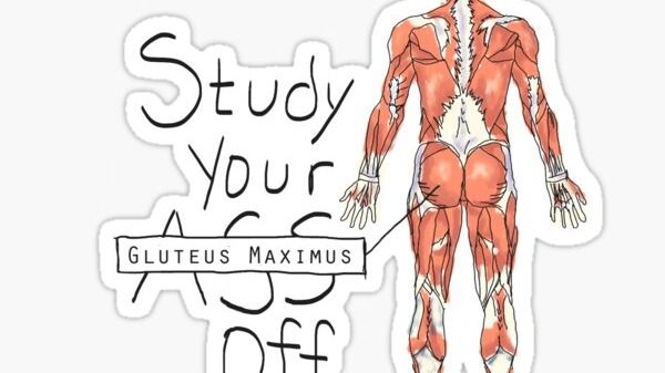 Anatomy Quiz - OSCE prep - HR2.1 Mar 26th 3-5pm