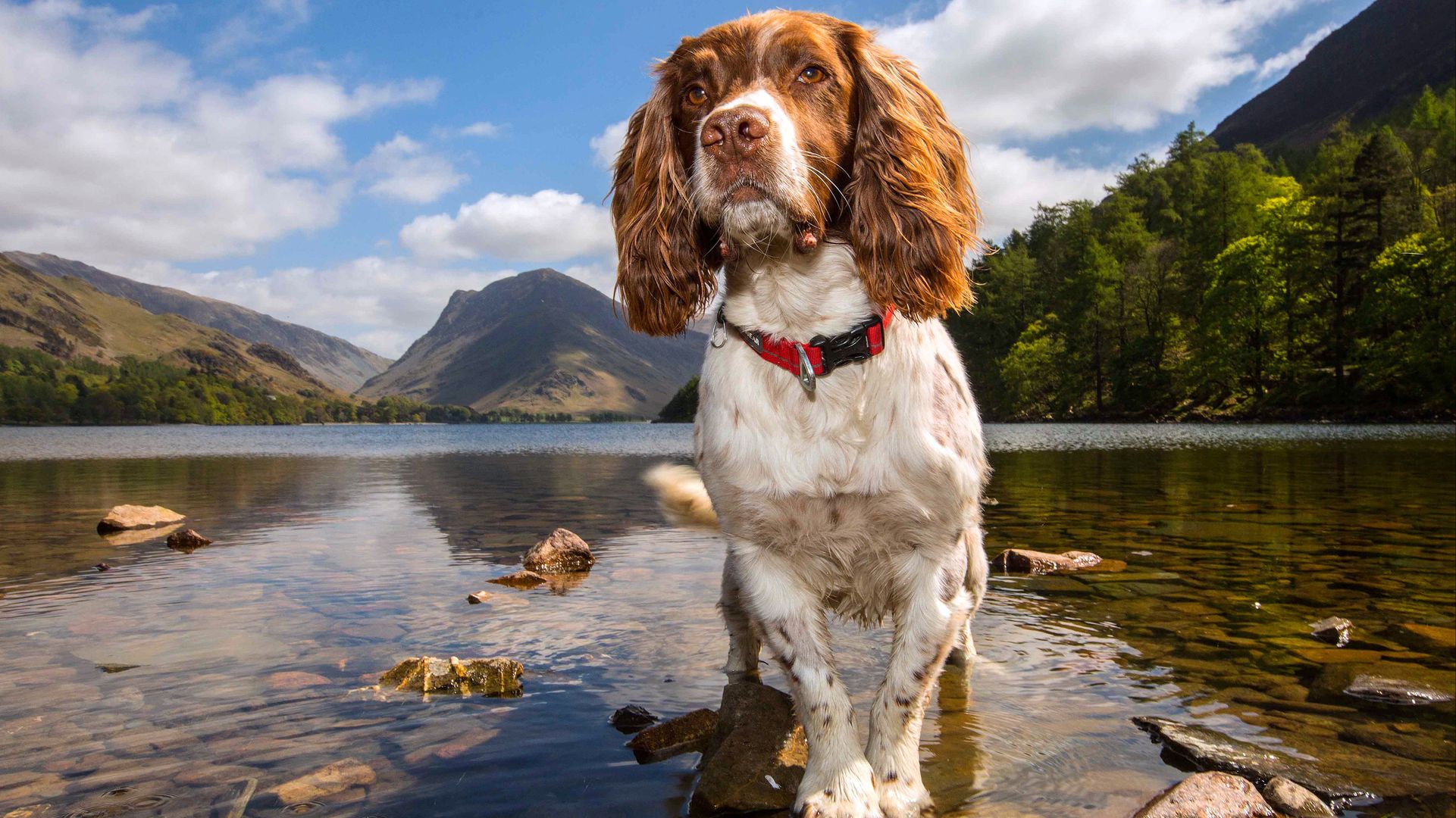 Buttermere Bounce charity dog walk