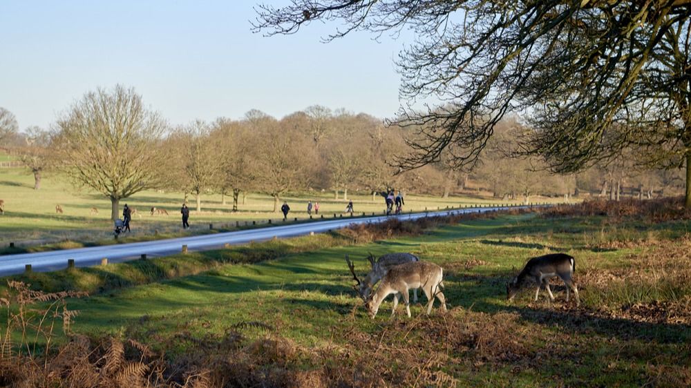 Canbury School Sponsored Walk 2026