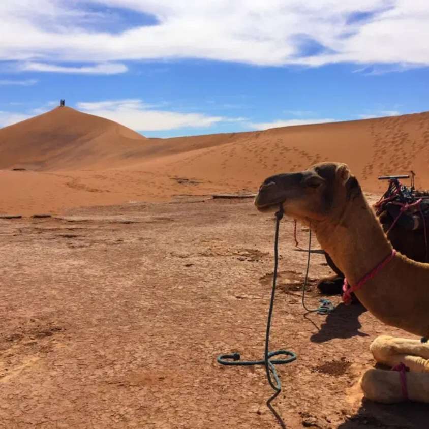 Sahara Trek 2025